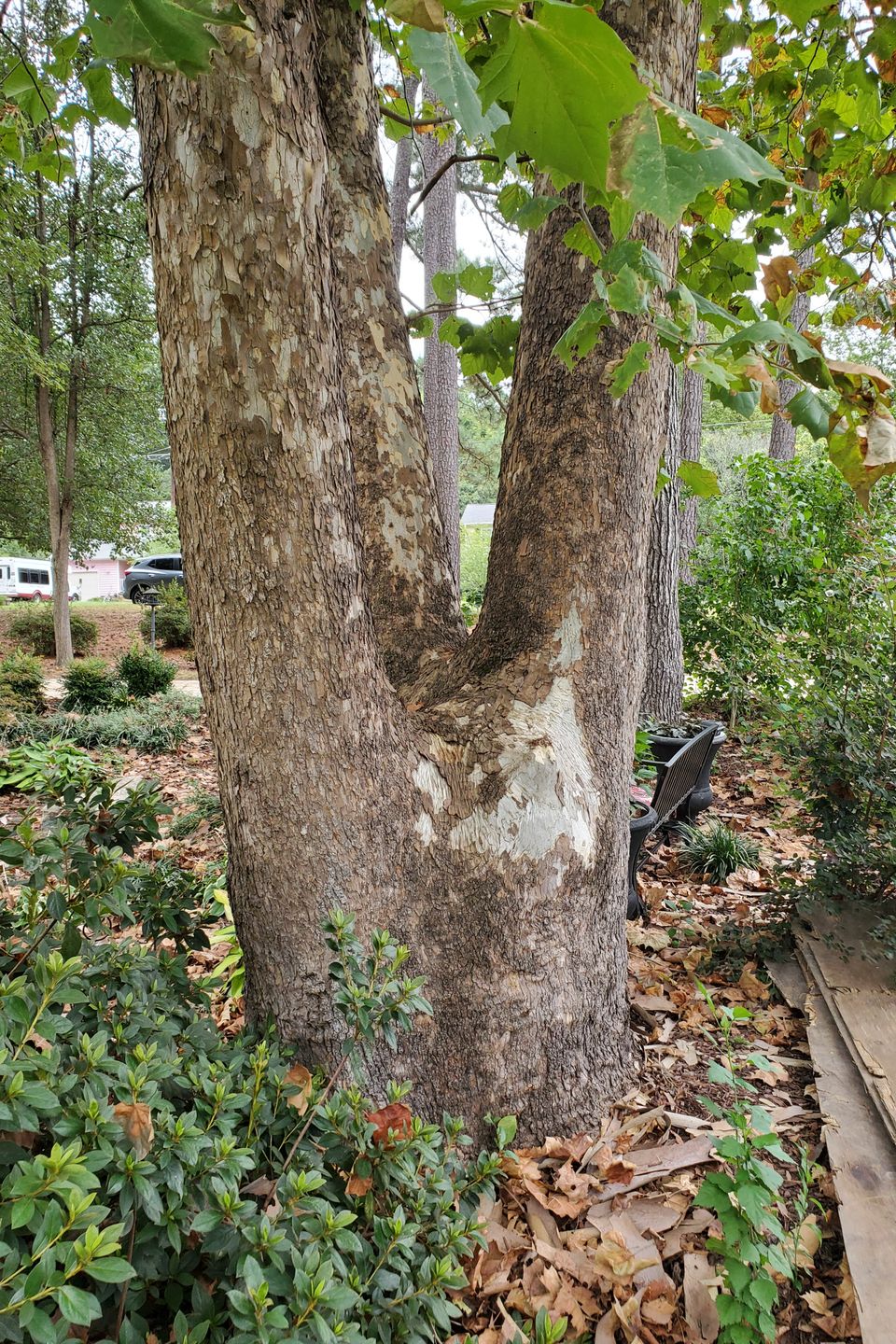 Tree trimming crew member cutting limbs back from a roofline in Wendell, NC