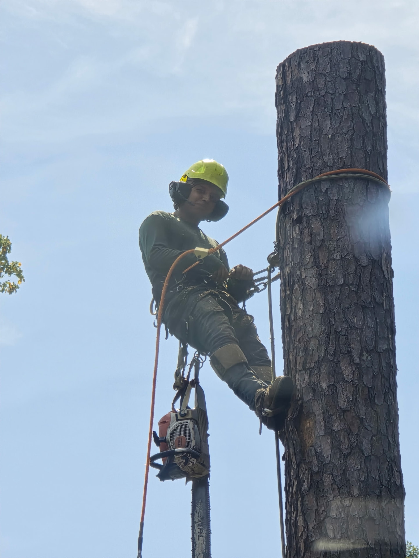 Timberman climber removing a pine tree with a chainsaw in Raleigh, NC